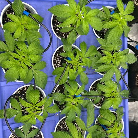 Misc x (LA Kush x Zkittles) #26 60.7g growlog timeline photo