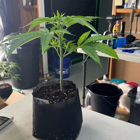 CxLAZ #16 50.72g growlog photo: Lollipoped