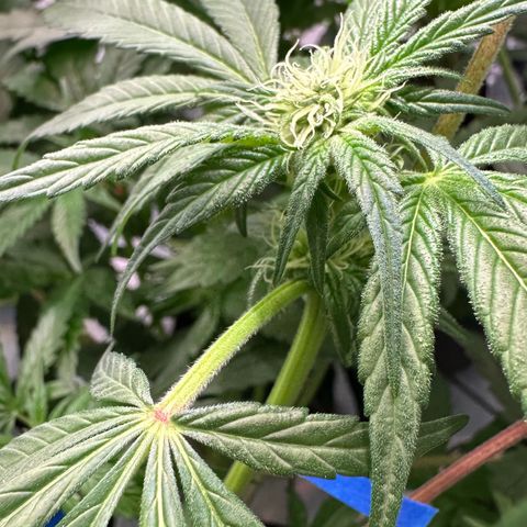 CxLAZ #03 45.52g growlog photo: Pollenated bud site