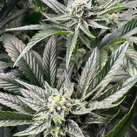 Misc x (LA Kush x Zkittles) #26 60.7g growlog timeline photo
