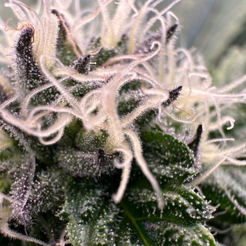 CxLAZ #16 50.72g growlog timeline photo