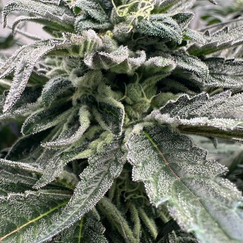 Misc x (LA Kush x Zkittles) #33 19.08g growlog timeline photo