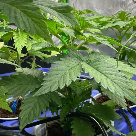 Fuel D.OG #1 Female 47.36g growlog timeline photo