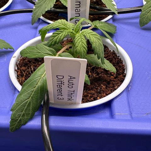 Auto Think Different  #3 growlog timeline photo