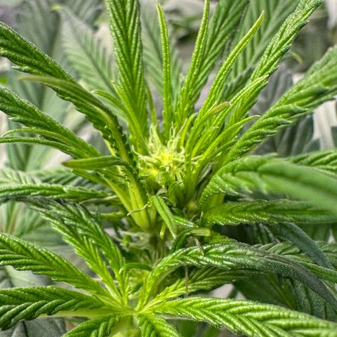 CxLAZ #16 50.72g growlog timeline photo