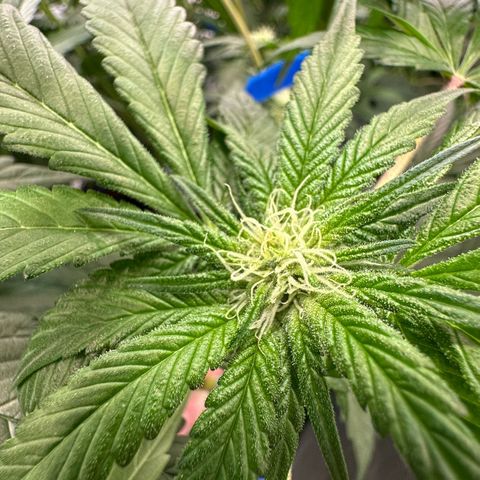 CxLAZ #16 50.72g growlog photo: Pollenated bud site
