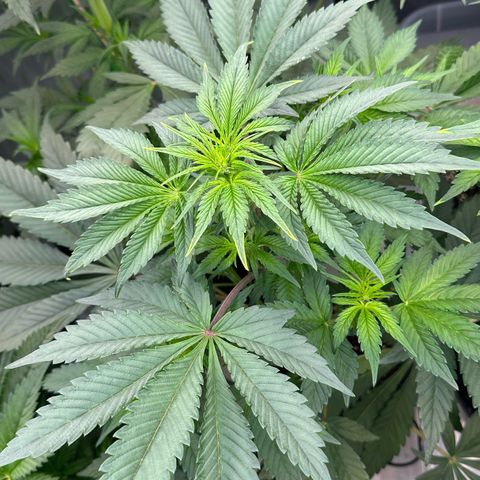 CxLAZ #16 50.72g growlog timeline photo