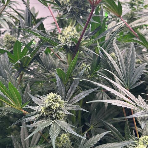 CxLAZ #31 58.75g growlog timeline photo