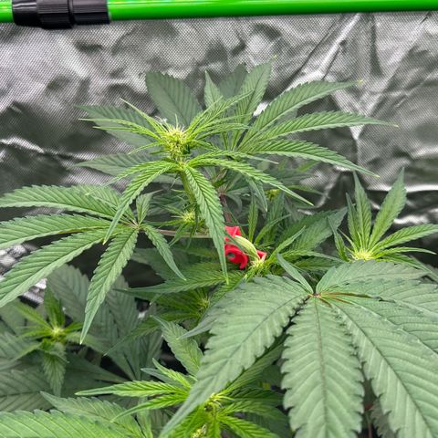 CxLAZ #16 50.72g growlog timeline photo