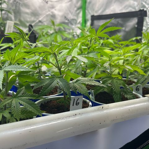 Shaman growlog timeline photo