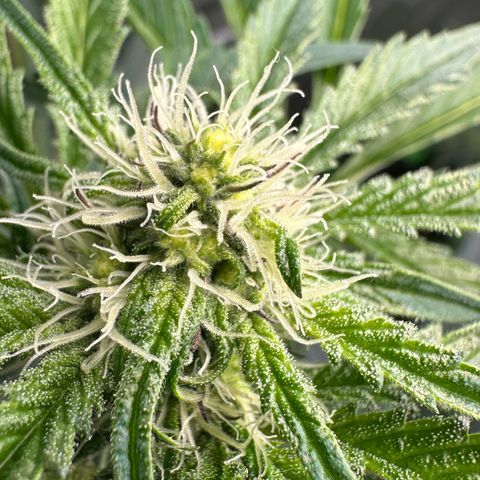CxLAZ #24 37.13g growlog timeline photo