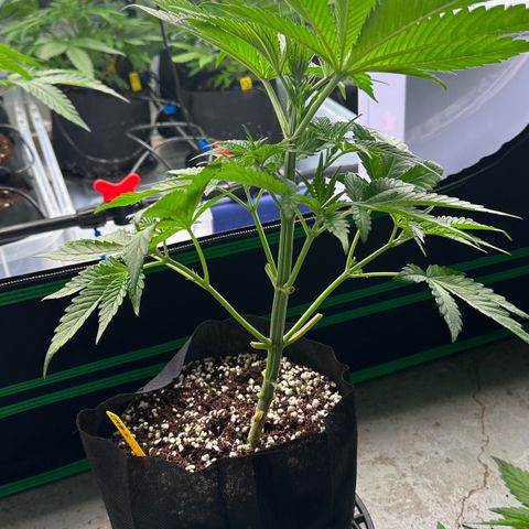 CxLAZ #16 50.72g growlog photo: Lollipoped