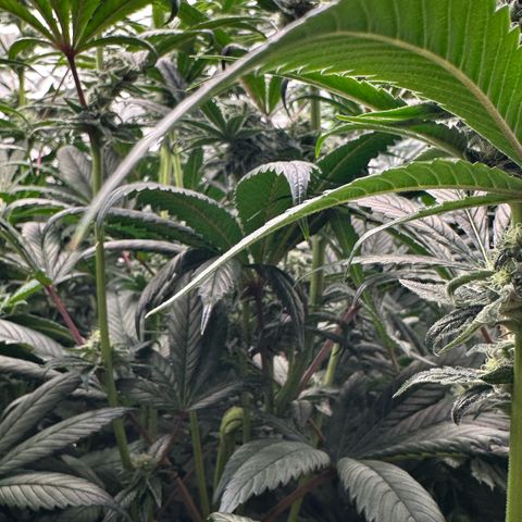 Misc x (LA Kush x Zkittles) #26 60.7g growlog timeline photo