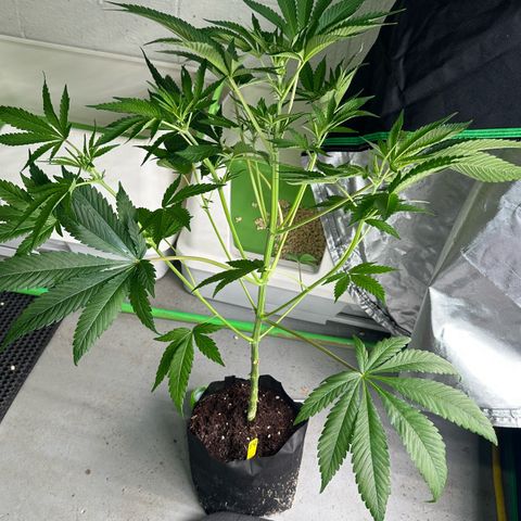 CxLAZ #16 50.72g growlog timeline photo