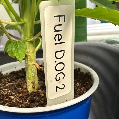 Fuel D.OG #2 Female 49.44g M growlog photo: Transplanted into 1 gal pot