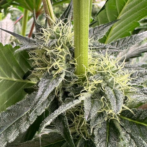CxLAZ #06 growlog timeline photo