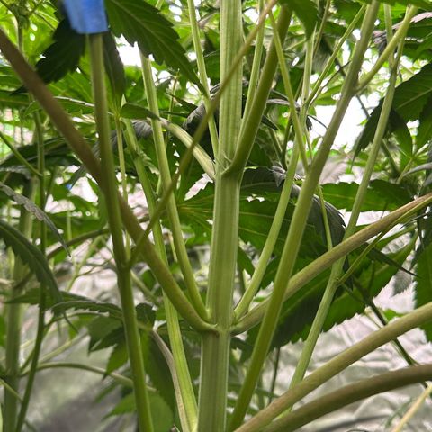 Misc x (LA Kush x Zkittles) #10 growlog timeline photo