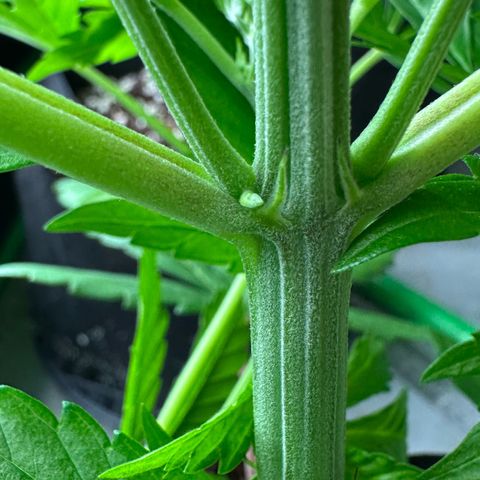 CxLAZ #16 50.72g growlog photo: Lollipoped
