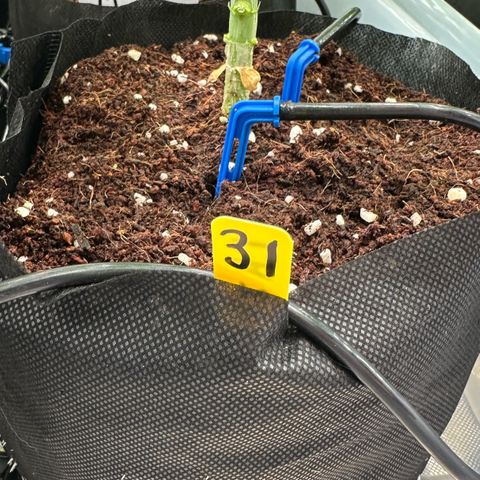 CxLAZ #16 50.72g growlog photo: Lollipoped