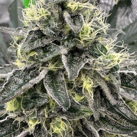 CxLAZ #24 37.13g growlog timeline photo