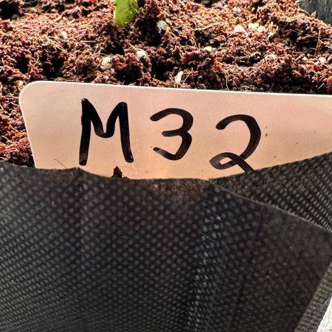 CxLAZ #16 50.72g growlog photo: Lollipoped