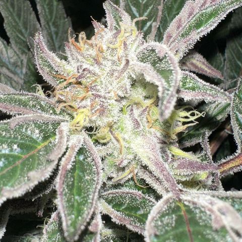 CxLAZ #16 50.72g growlog timeline photo