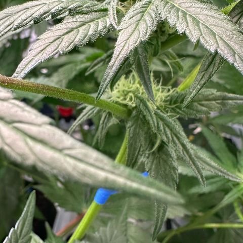 CxLAZ #03 45.52g growlog photo: Pollen sac from training on Tuesday