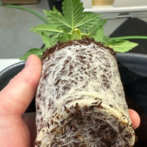 Auto Think Different  #3 growlog photo: Transplanted into 3 gal