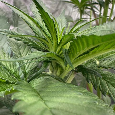 CxLAZ #16 50.72g growlog timeline photo