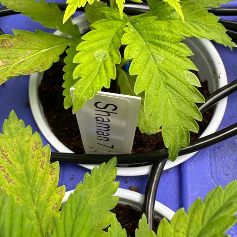 Shaman growlog timeline photo