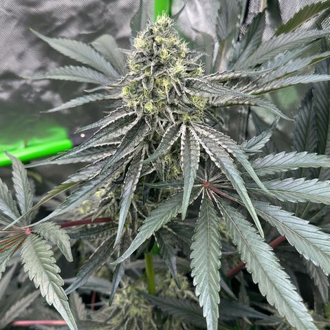 CxLAZ #24 37.13g growlog timeline photo