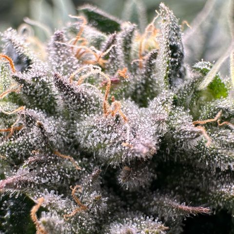 Misc x (LA Kush x Zkittles) #26 60.7g growlog timeline photo