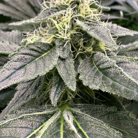CxLAZ #20 13.7g growlog timeline photo