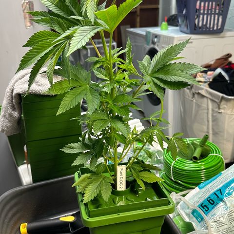 Fuel D.OG #2 Female 49.44g M growlog photo: Transplanted into 1 gal pot