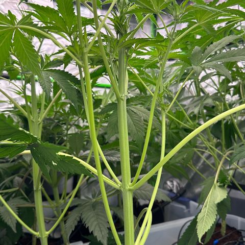 CxLAZ #16 50.72g growlog timeline photo