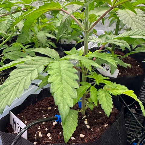 CxLAZ #16 50.72g growlog timeline photo
