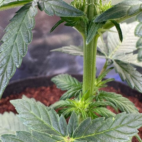 Auto Think Different  #3 growlog timeline photo