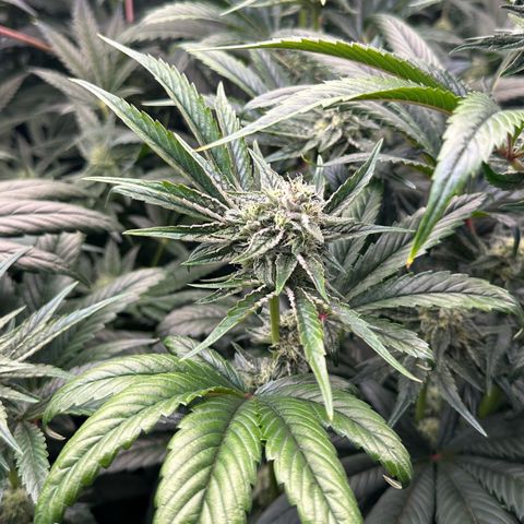 Misc x (LA Kush x Zkittles) #26 60.7g growlog timeline photo