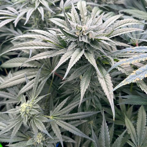 Misc x (LA Kush x Zkittles) #28 13.53g growlog timeline photo