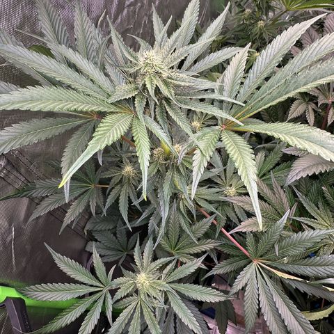 CxLAZ #24 37.13g growlog timeline photo