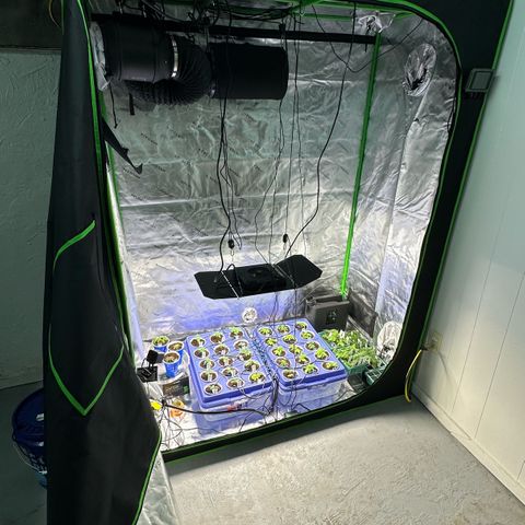 Shaman growlog timeline photo