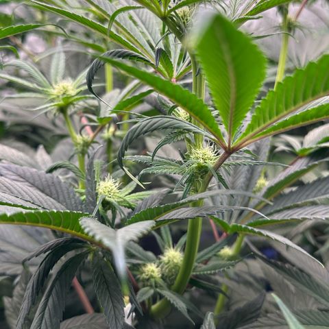 Misc x (LA Kush x Zkittles) #26 60.7g growlog timeline photo