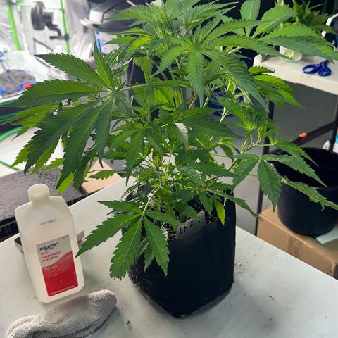CxLAZ #16 50.72g growlog photo: Lollipoped