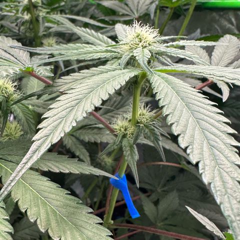 CxLAZ #16 50.72g growlog photo: Pollenated bud site