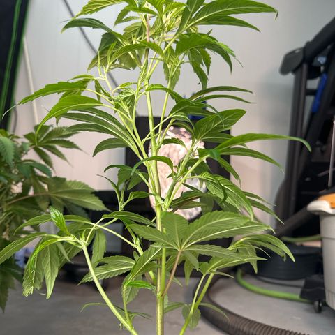 MiscxLAZ #26 C #2 growlog timeline photo