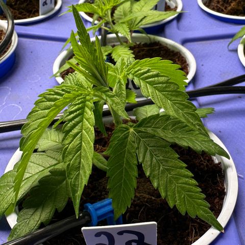 Shaman growlog timeline photo
