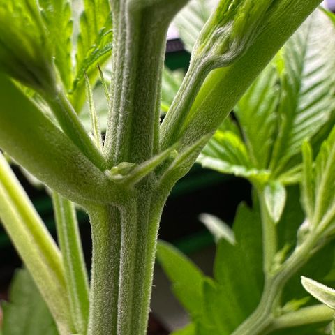 CxLAZ #16 50.72g growlog photo: Lollipoped
