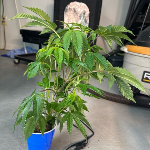 MiscxLAZ #37 C growlog timeline photo