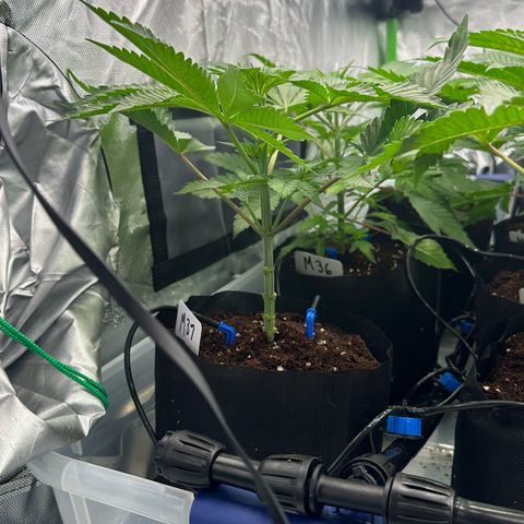 CxLAZ #16 50.72g growlog photo: Lollipoped