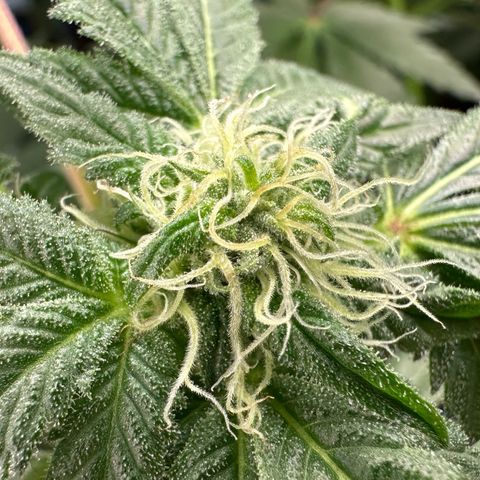 CxLAZ #03 45.52g growlog photo: Pollen sac from training on Tuesday